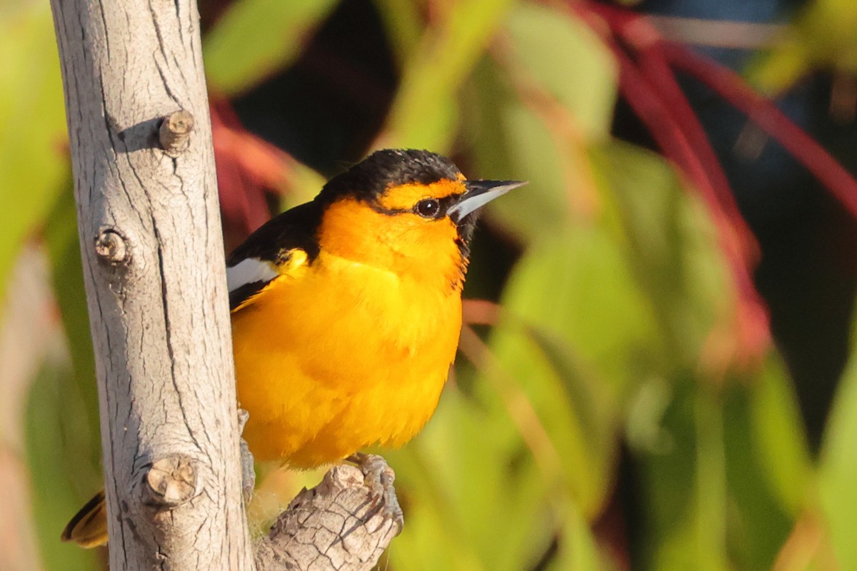 Bullock's Oriole - Gregory Luckert