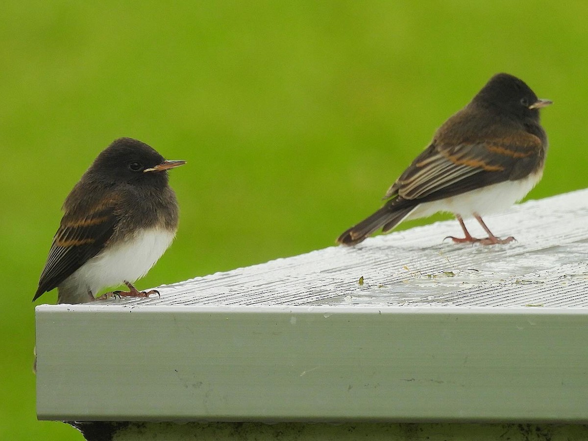 Black Phoebe - Nick & Jane