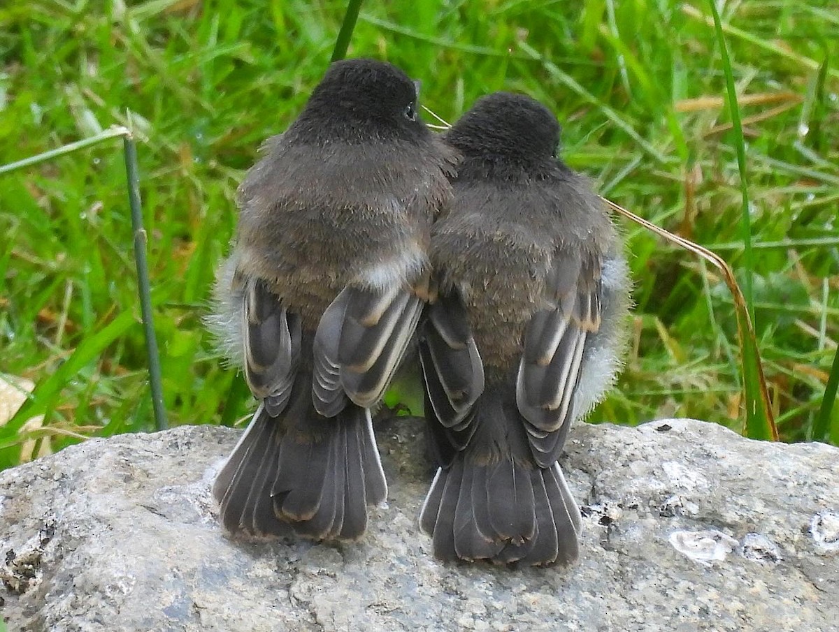 Black Phoebe - Nick & Jane