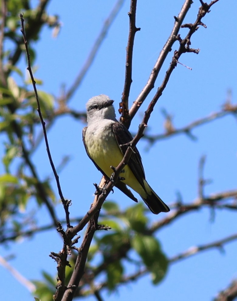 Western Kingbird - Will Wright