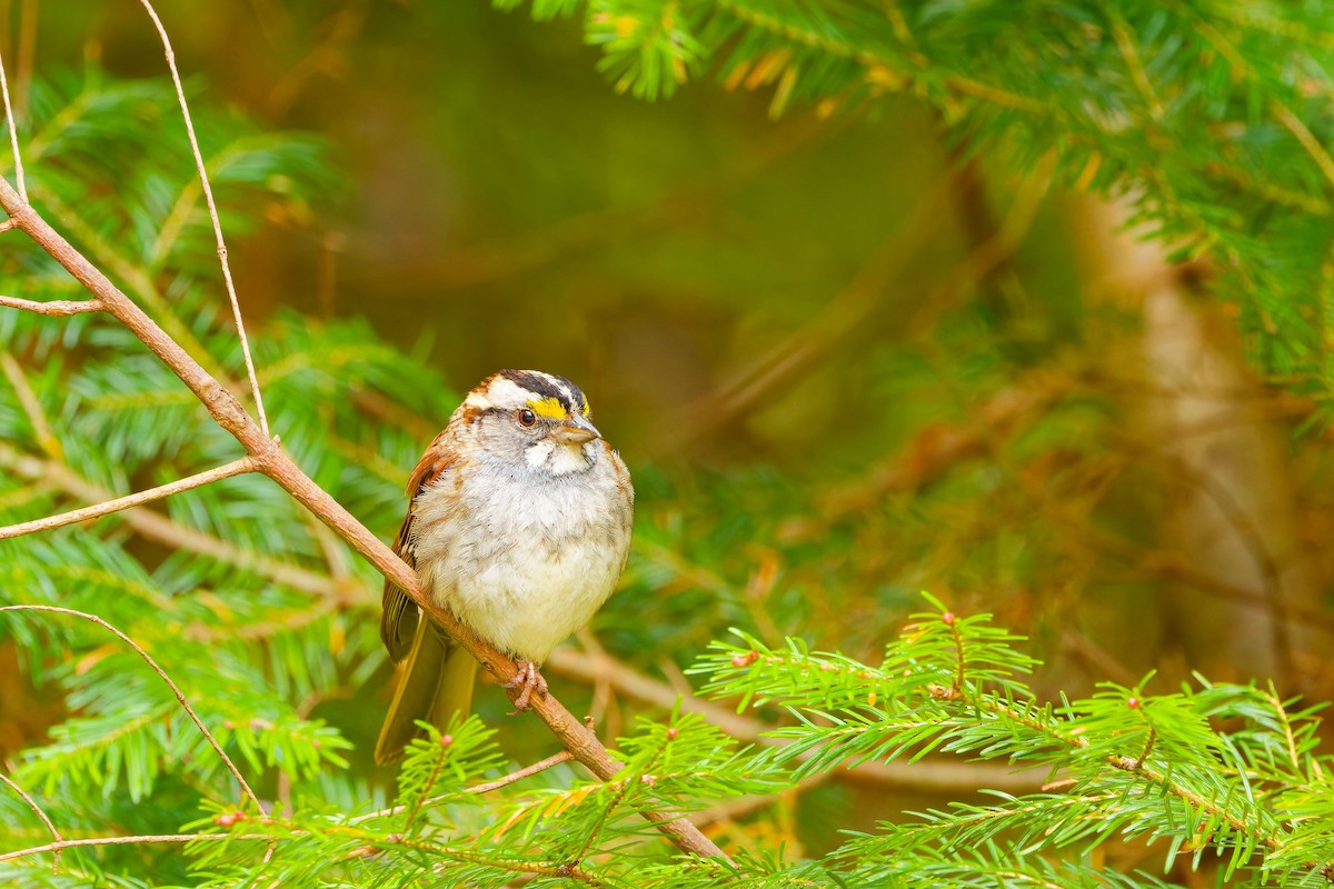White-throated Sparrow - ML619190062