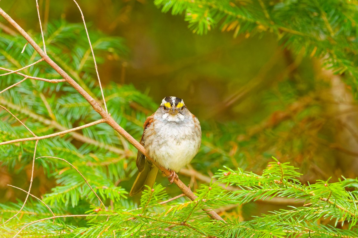 White-throated Sparrow - ML619190063