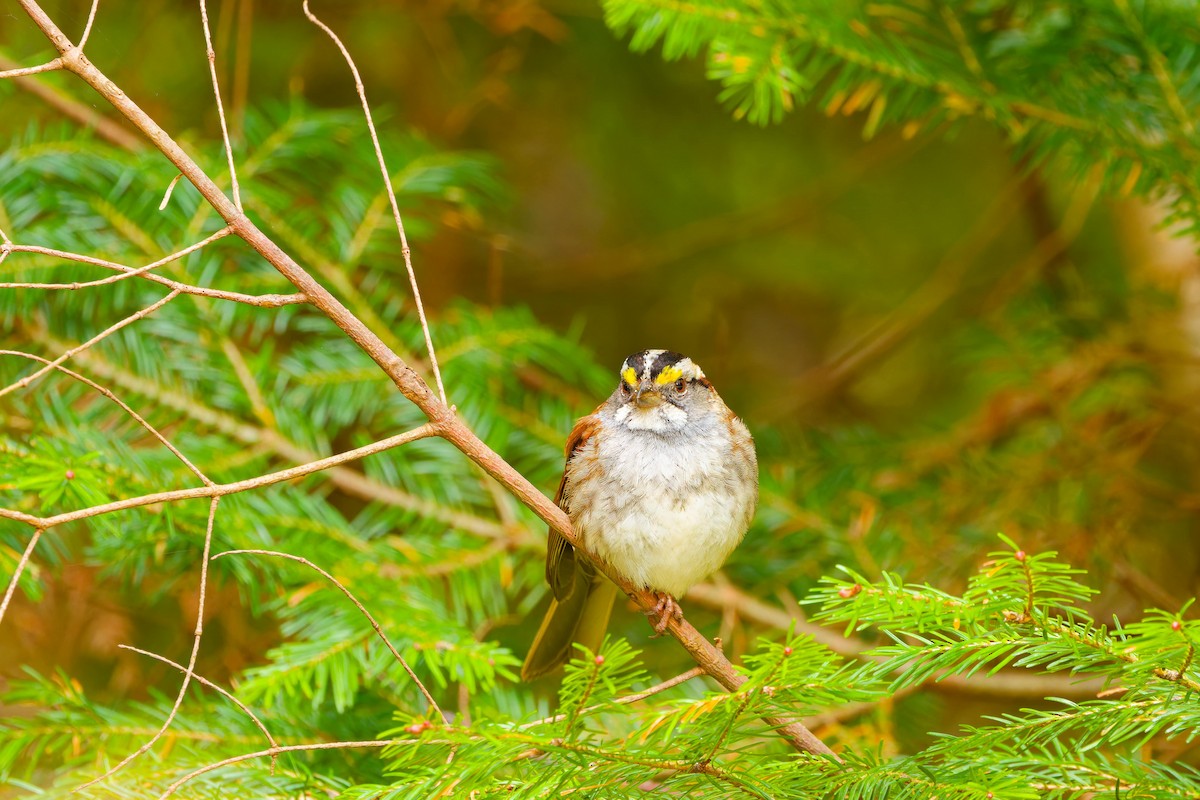 White-throated Sparrow - ML619190064