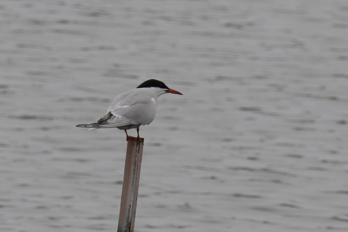 Common Tern - Christine Mason