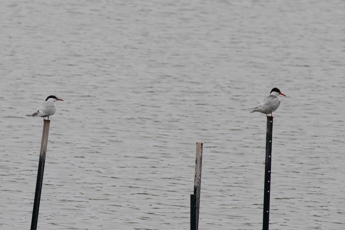 Common Tern - Christine Mason