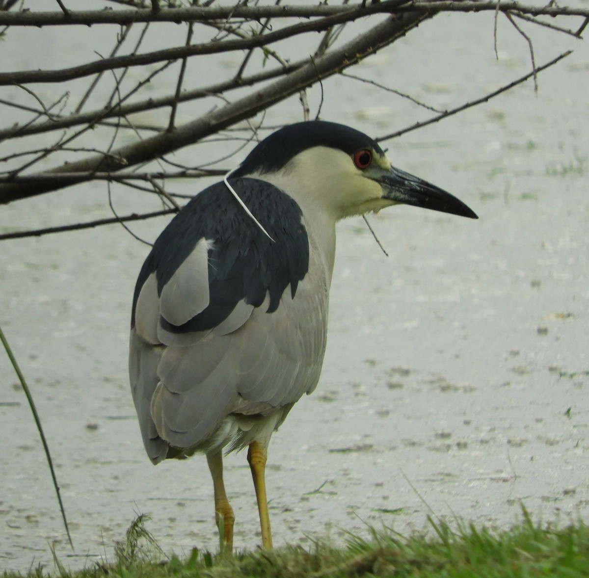 Black-crowned Night Heron - Dan Stoebel