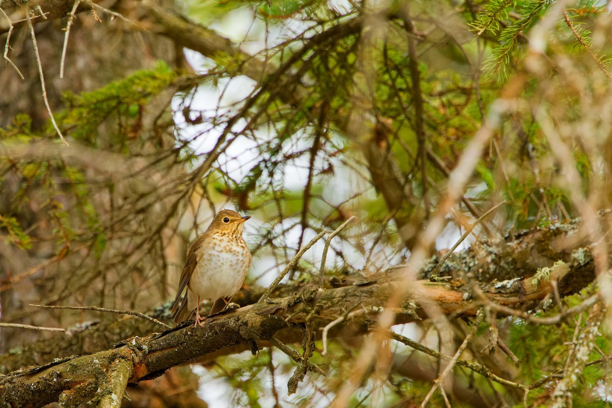 Hermit Thrush - ML619190095