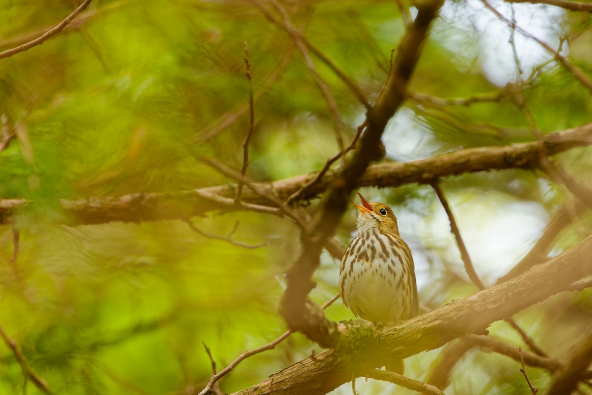 Ovenbird - ML619190108