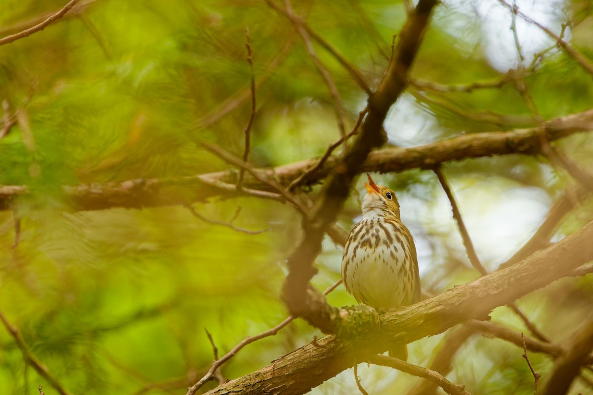 Ovenbird - ML619190110