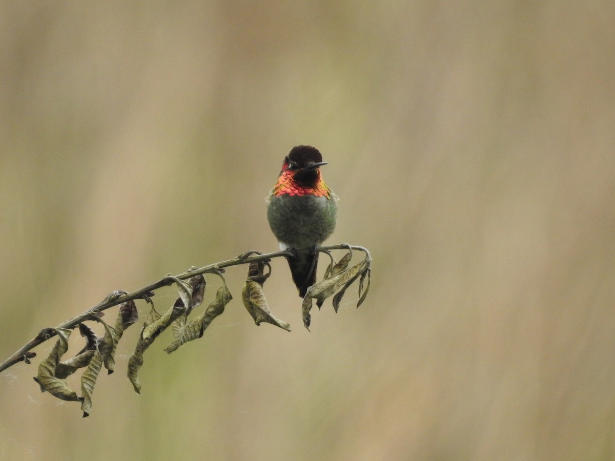 Anna's Hummingbird - Peter Erickson
