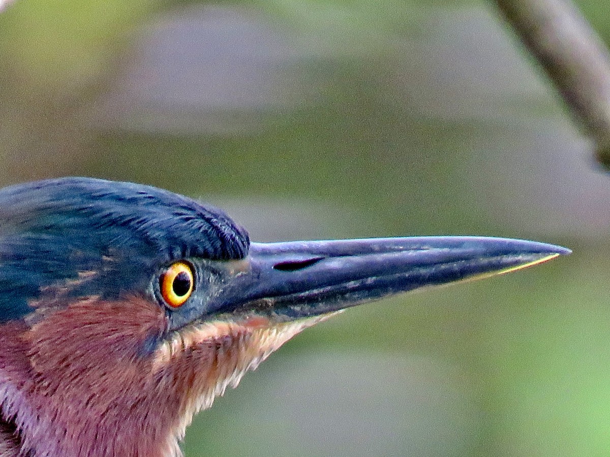 Green Heron - ML619190120