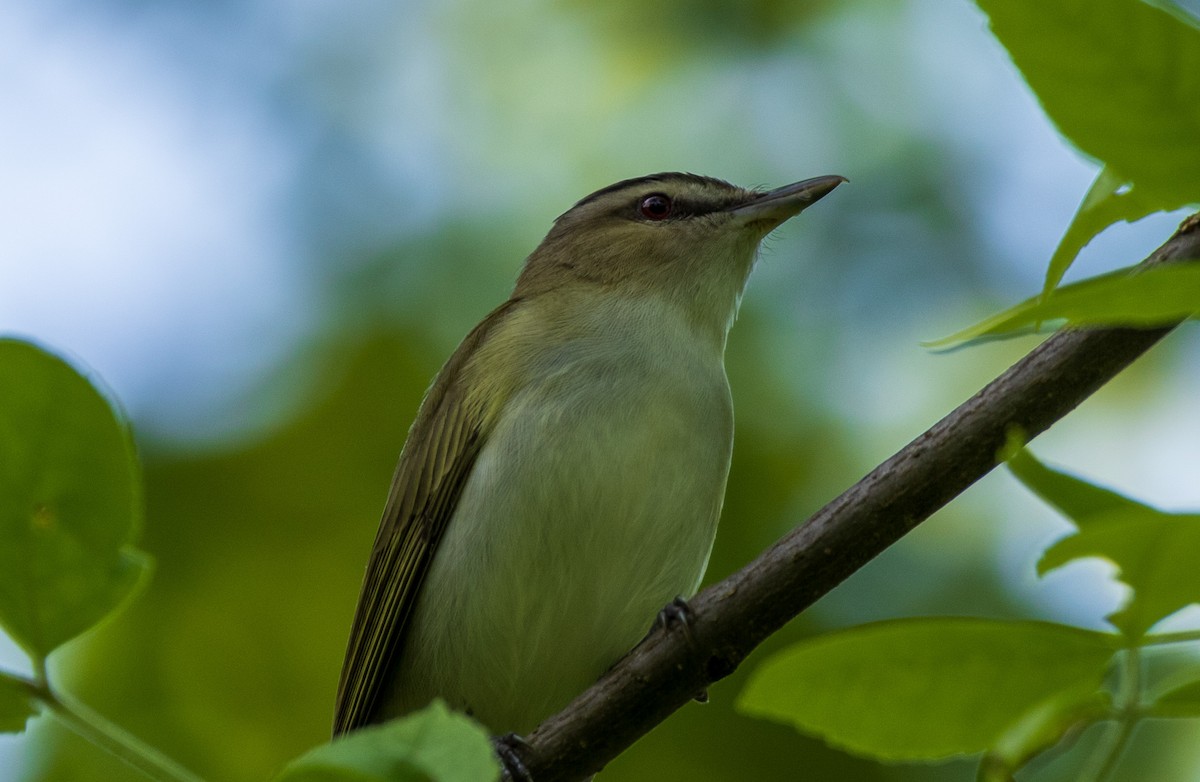 rødøyevireo - ML619190123