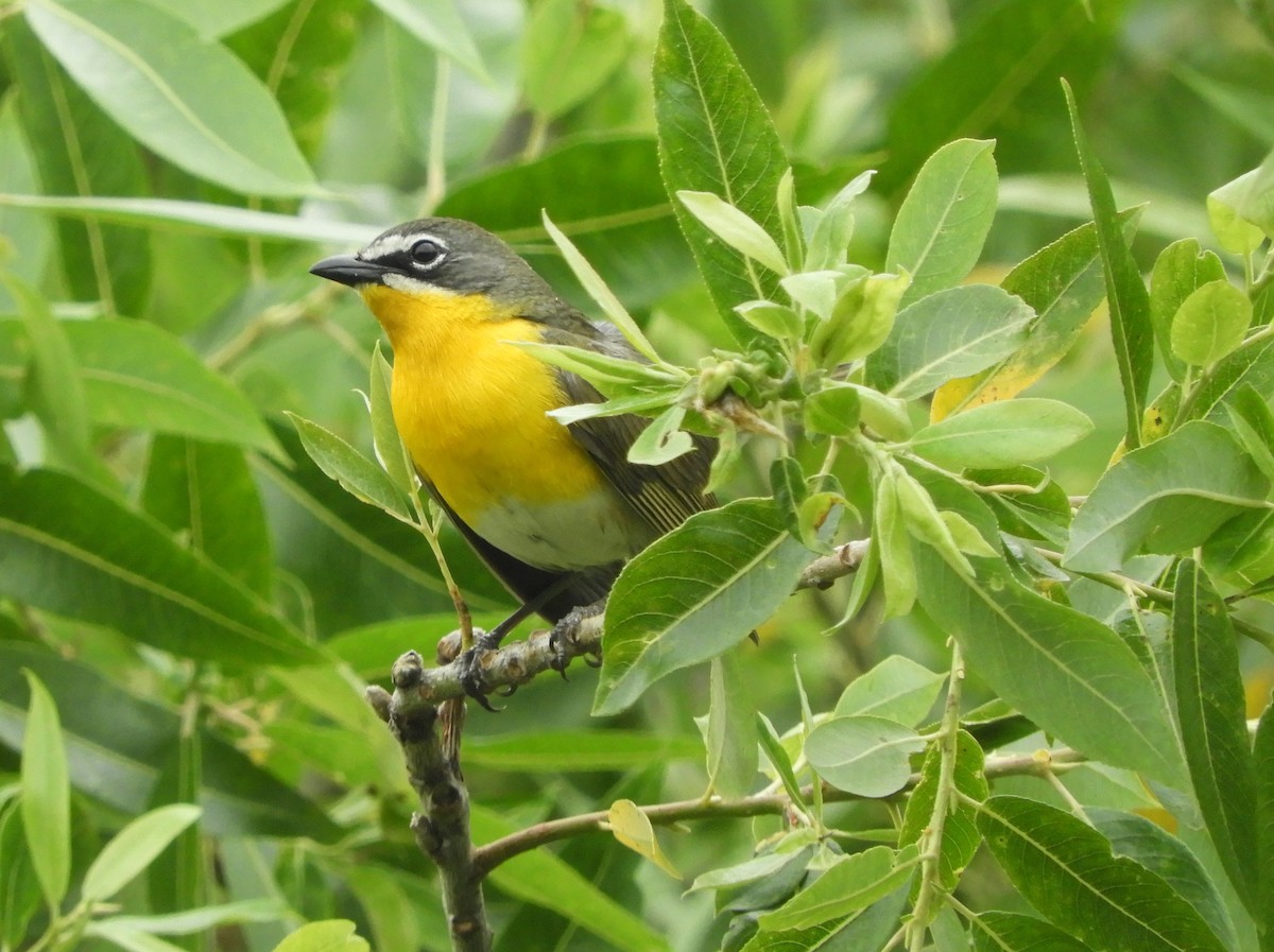 Yellow-breasted Chat - Dan Stoebel