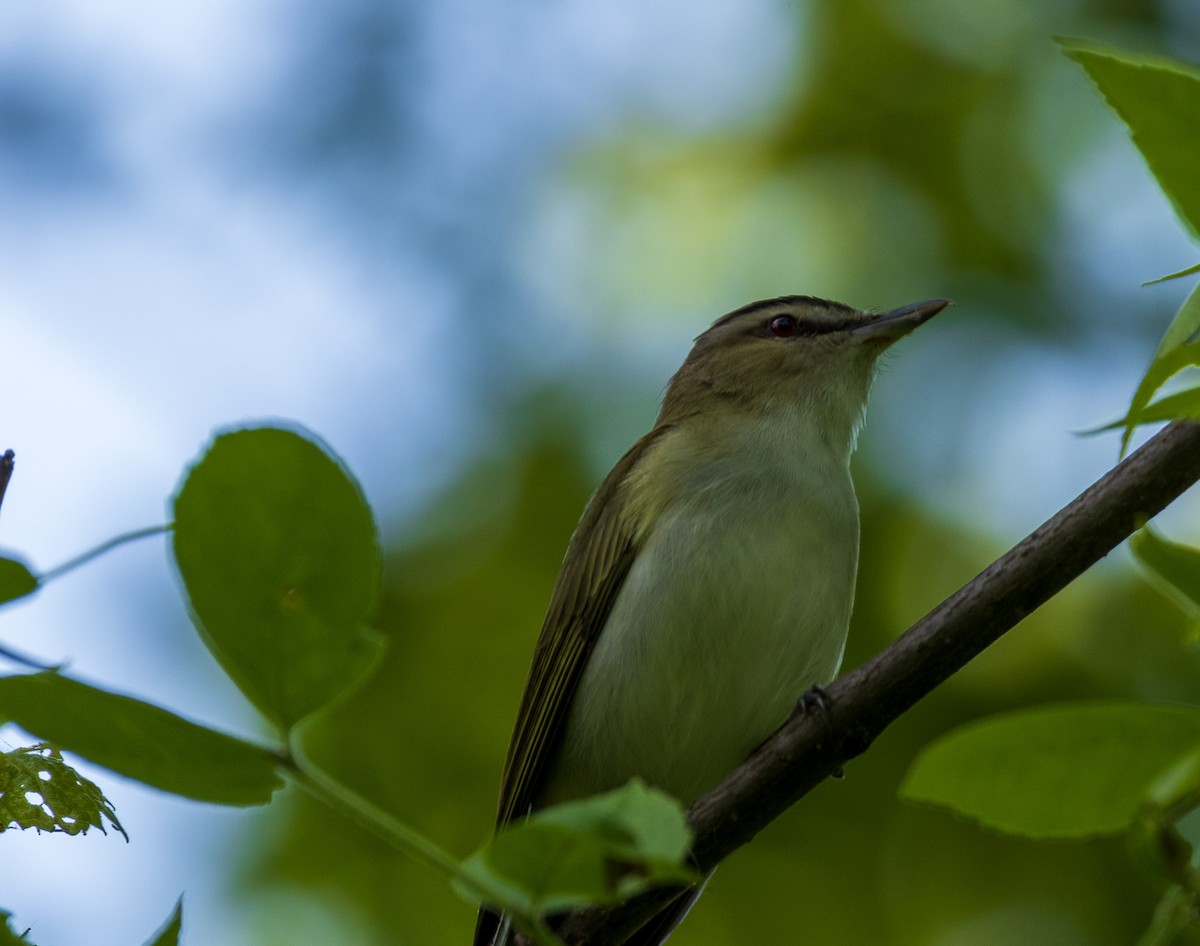 rødøyevireo - ML619190136