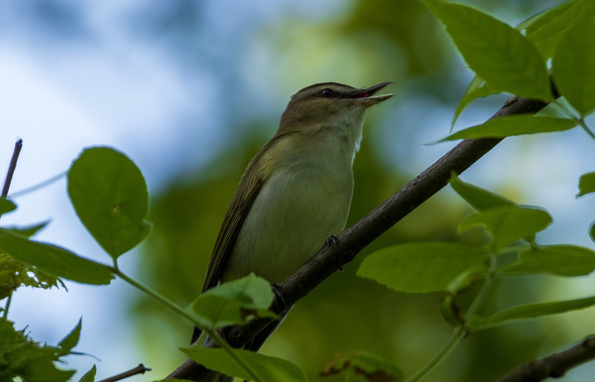 rødøyevireo - ML619190137