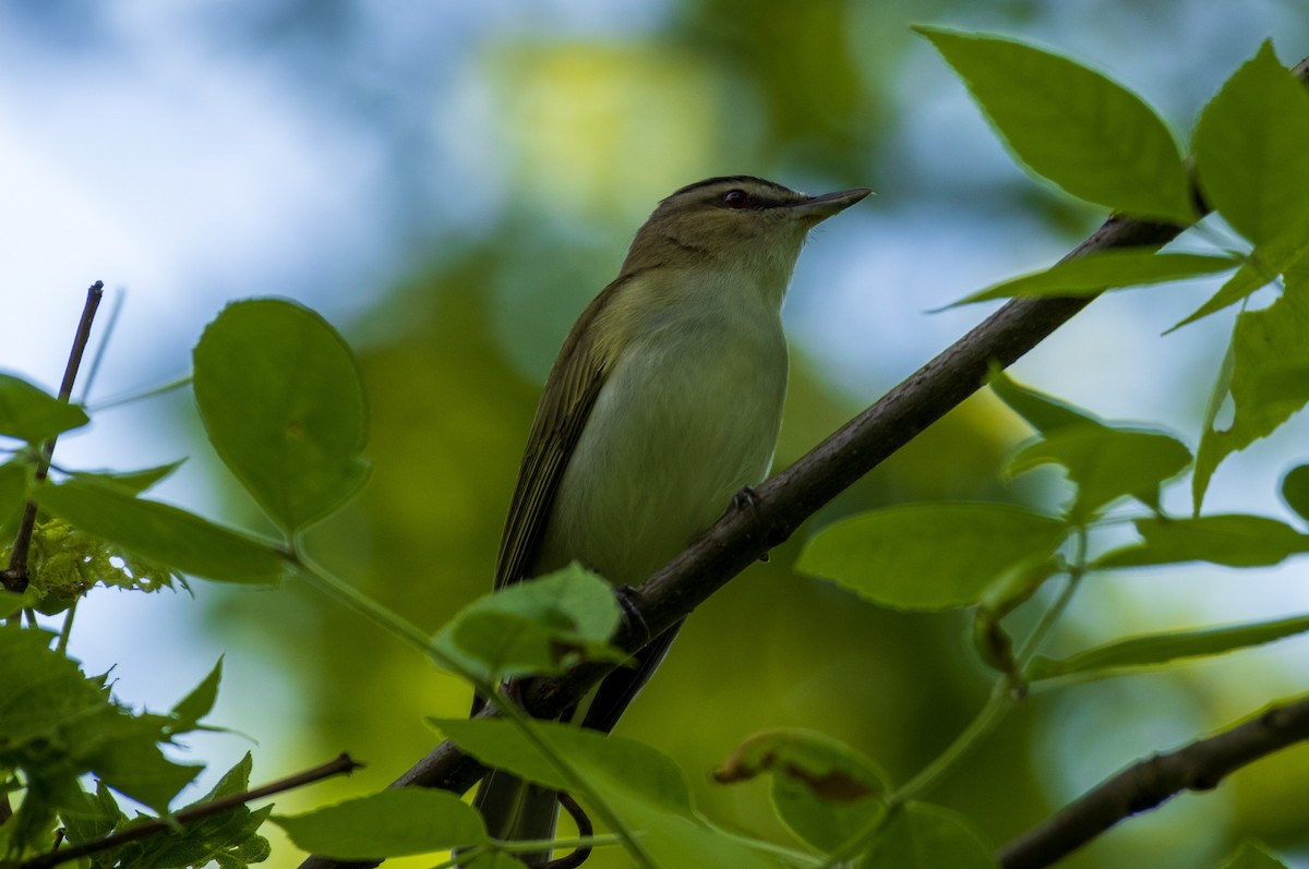 Red-eyed Vireo - ML619190138