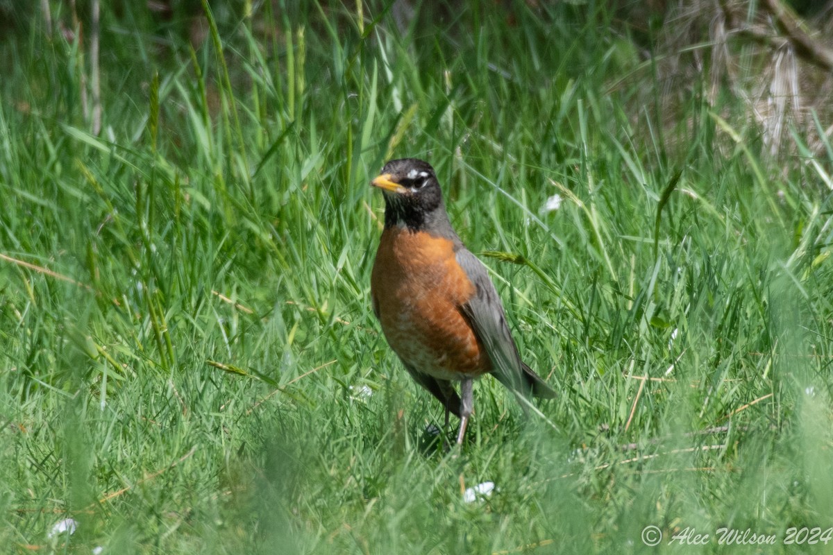 American Robin - Alec Wilson