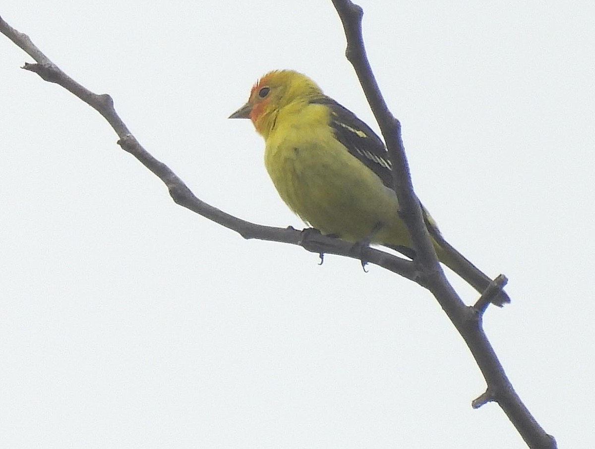 Western Tanager - Nick & Jane