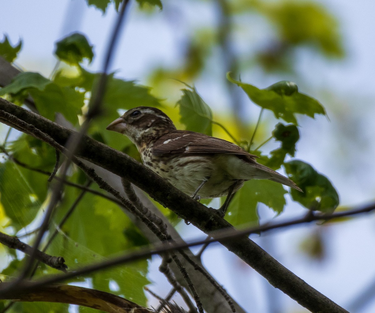 Rose-breasted Grosbeak - ML619190148