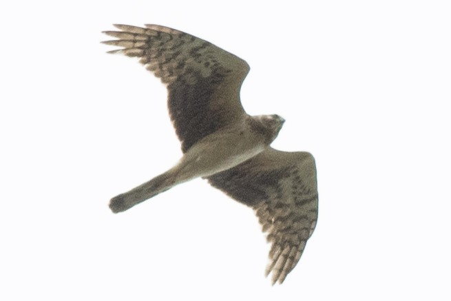 Northern Harrier - ML619190150