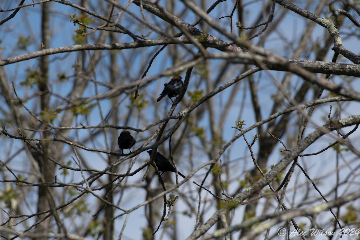 Brown-headed Cowbird - Alec Wilson