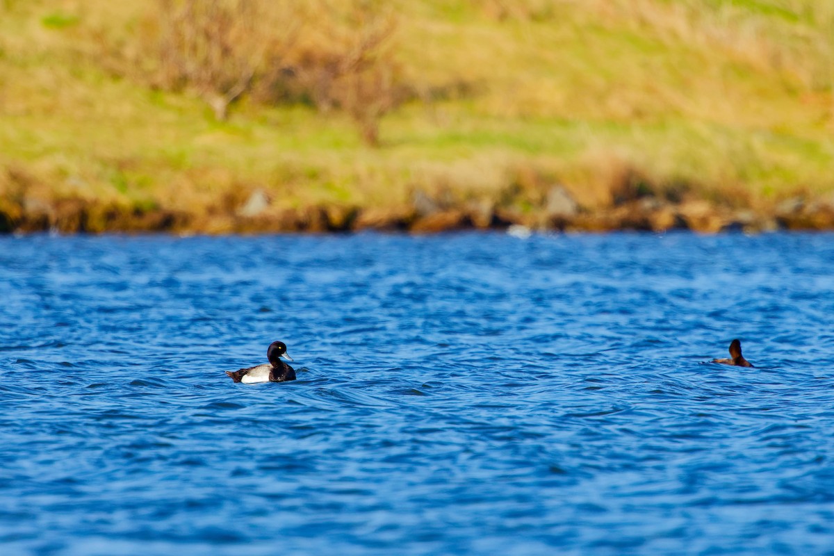 Lesser Scaup - Darry W.