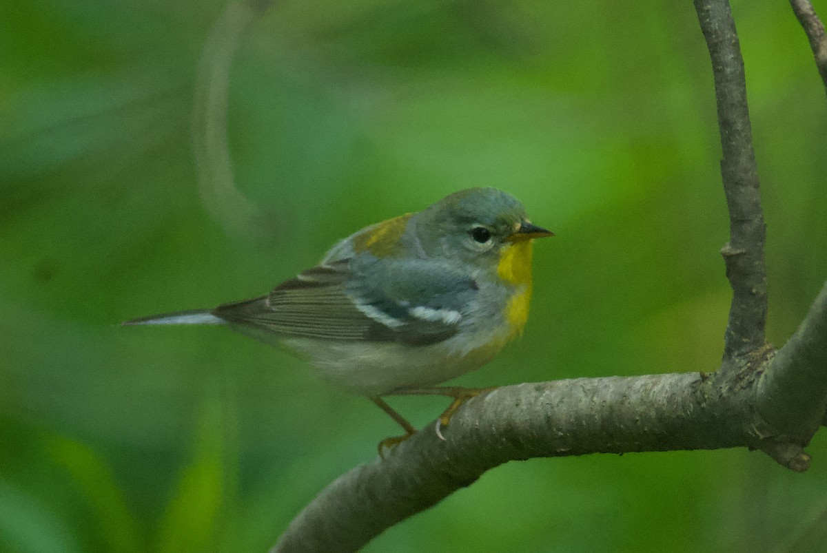 Northern Parula - Jasper Weinberg