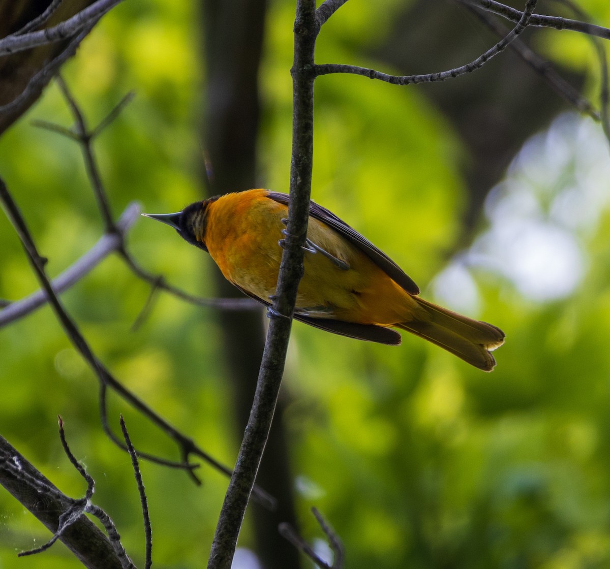 Baltimore Oriole - ML619190172