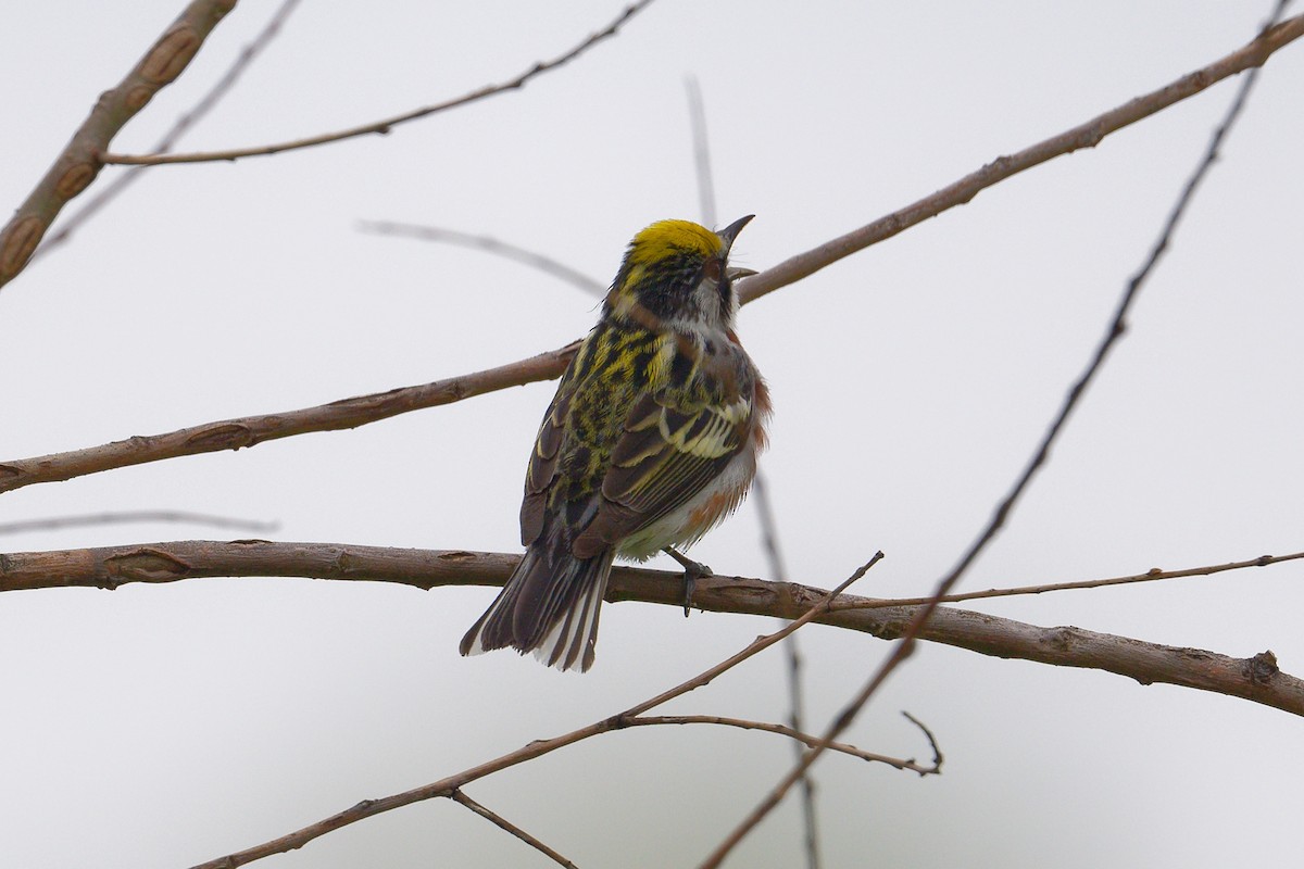 Chestnut-sided Warbler - Jan  Kool