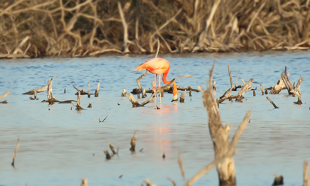 American Flamingo - Adrián Braidotti