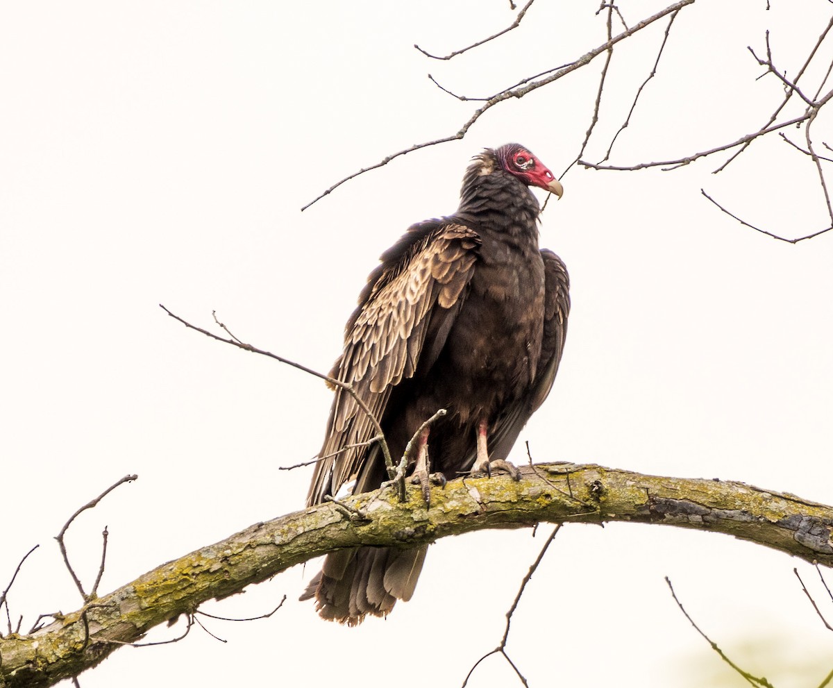 Turkey Vulture - ML619190189