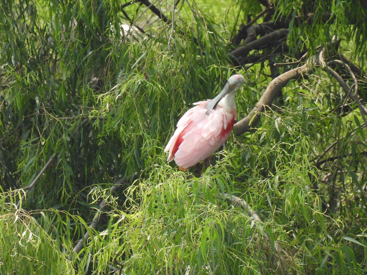 Roseate Spoonbill - Thomas Galaskewicz