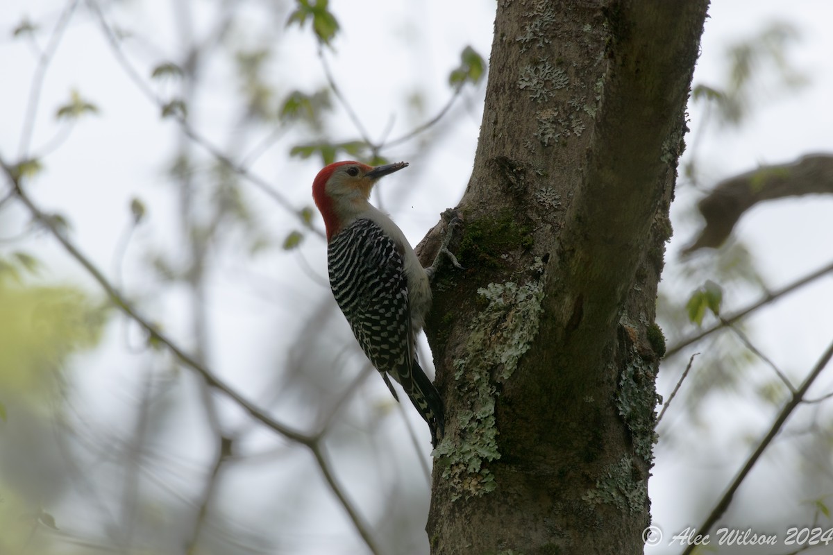 Red-bellied Woodpecker - Alec Wilson