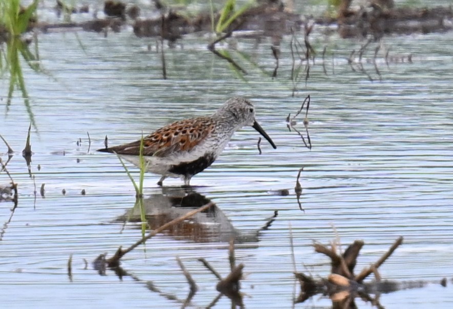 Dunlin - ML619190204