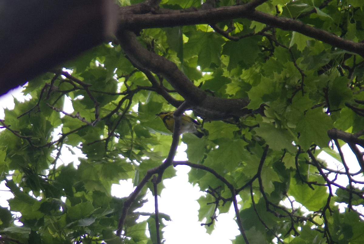 Magnolia Warbler - Jasper Weinberg