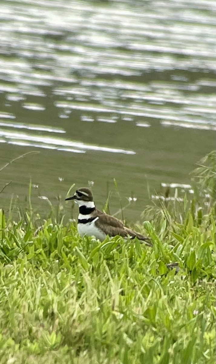 Killdeer - ML619190210