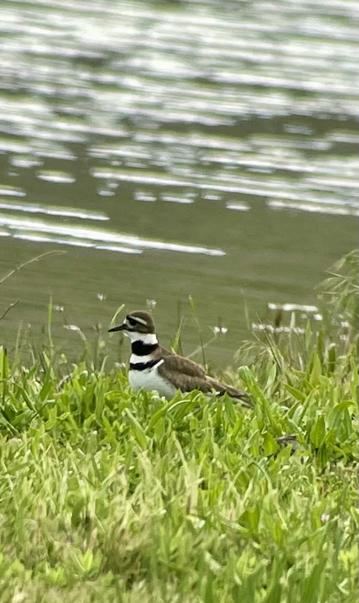 Killdeer - A Branch