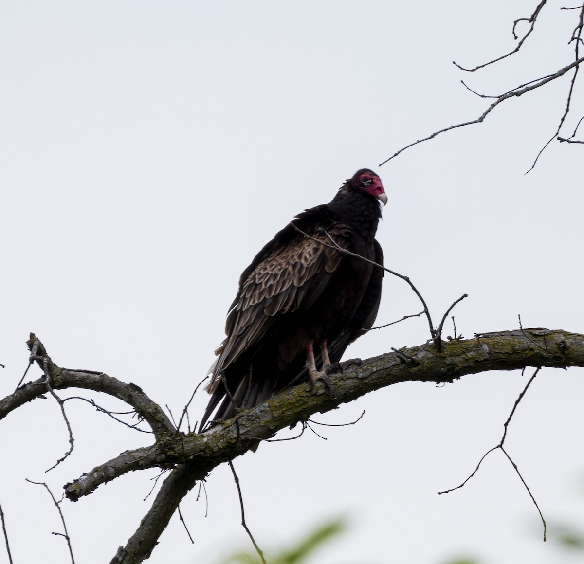 Turkey Vulture - ML619190215