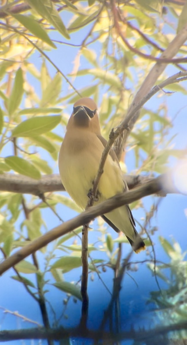 Cedar Waxwing - ML619190222