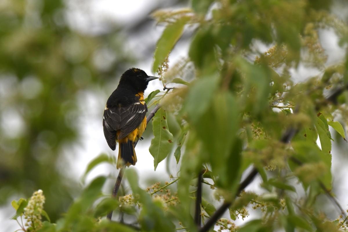 Baltimore Oriole - Kazumi Ohira