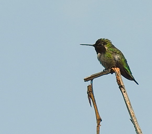 Anna's Hummingbird - woody wheeler