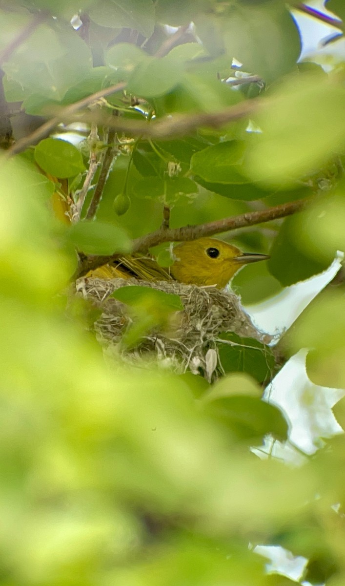Yellow Warbler (Northern) - A Branch