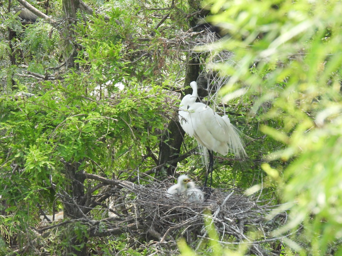 Great Egret - Thomas Galaskewicz