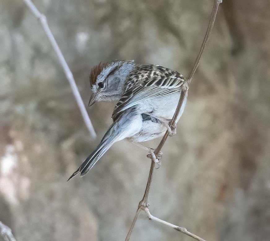 Chipping Sparrow - Eric Kallen