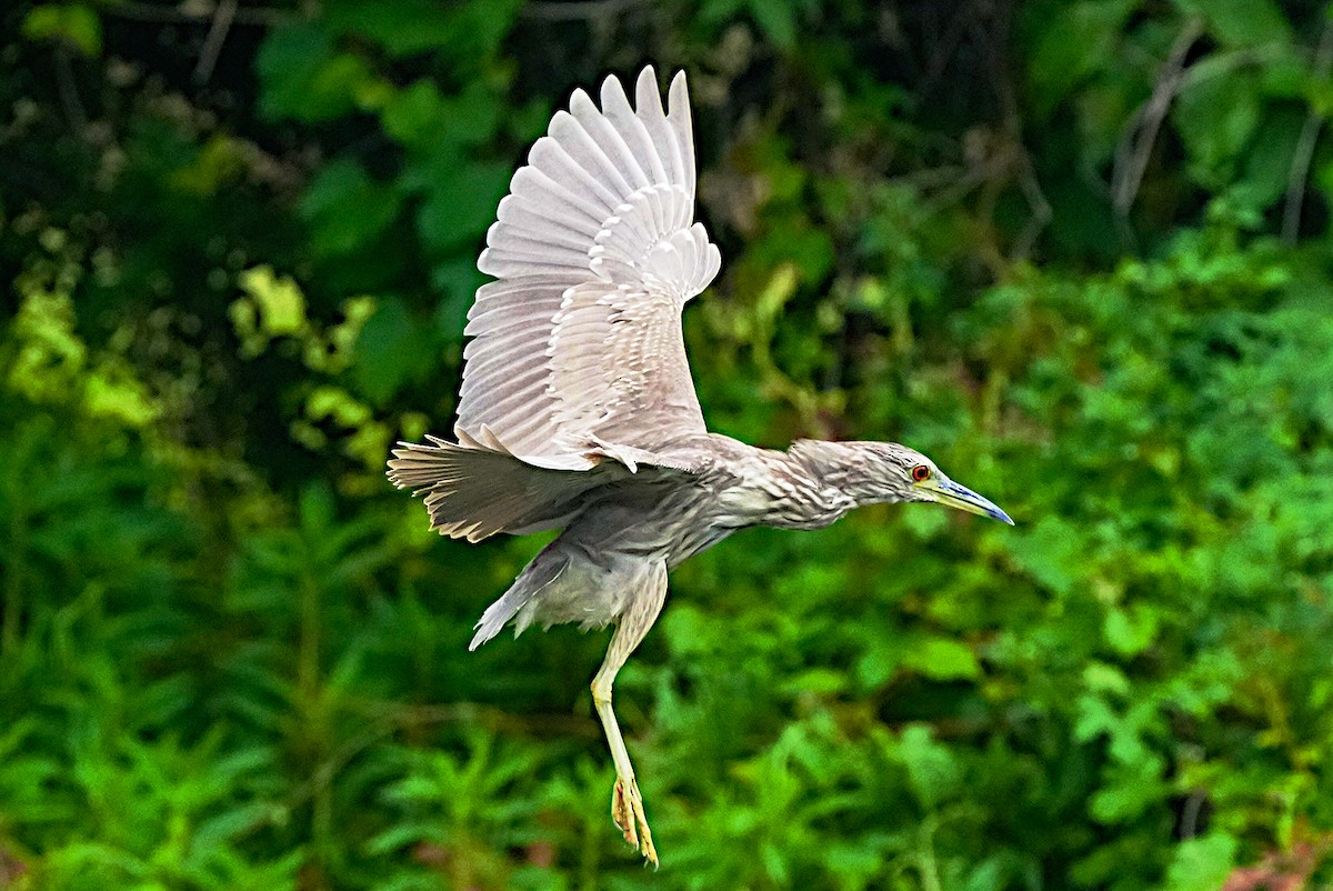 Black-crowned Night Heron - James Bourne