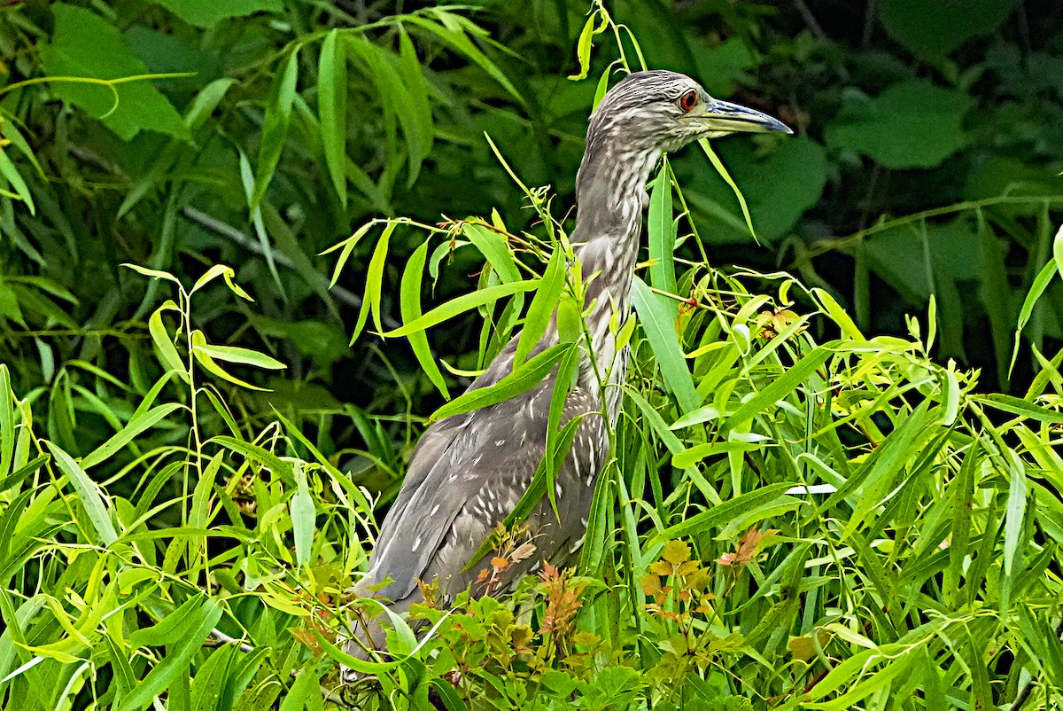 Black-crowned Night Heron - James Bourne