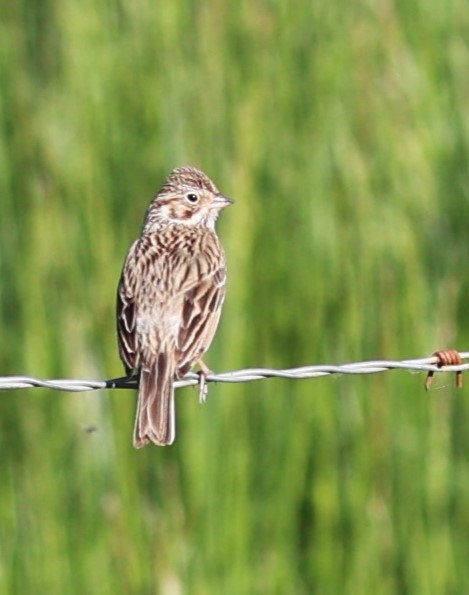 Vesper Sparrow - Will Wright