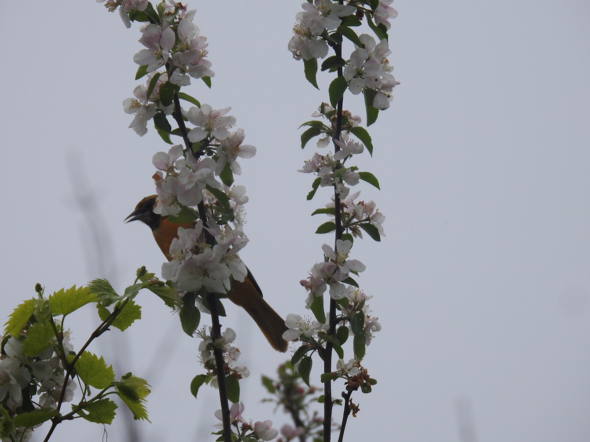 Baltimore Oriole - ML619190254