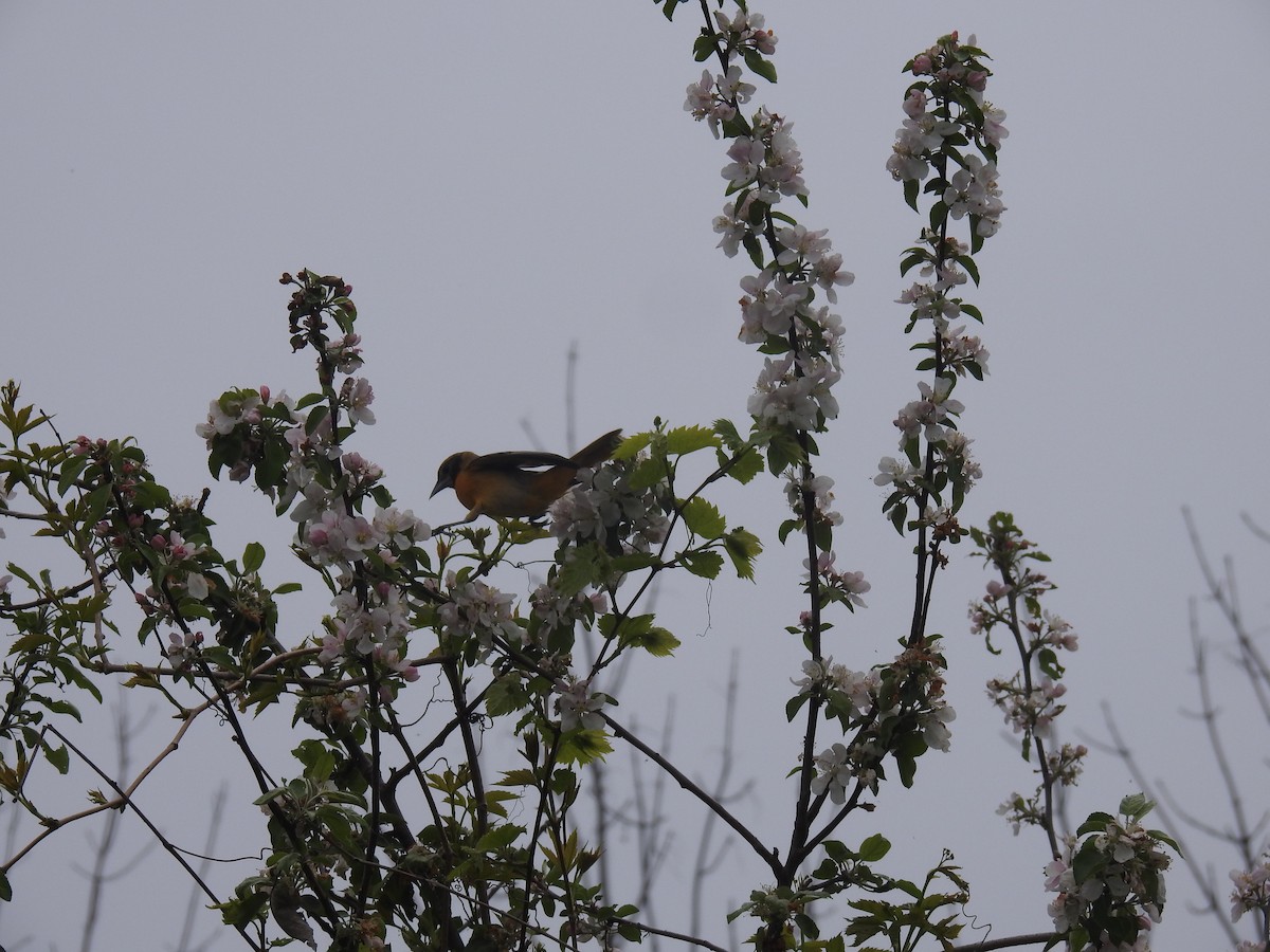 Baltimore Oriole - Martyn Obbard