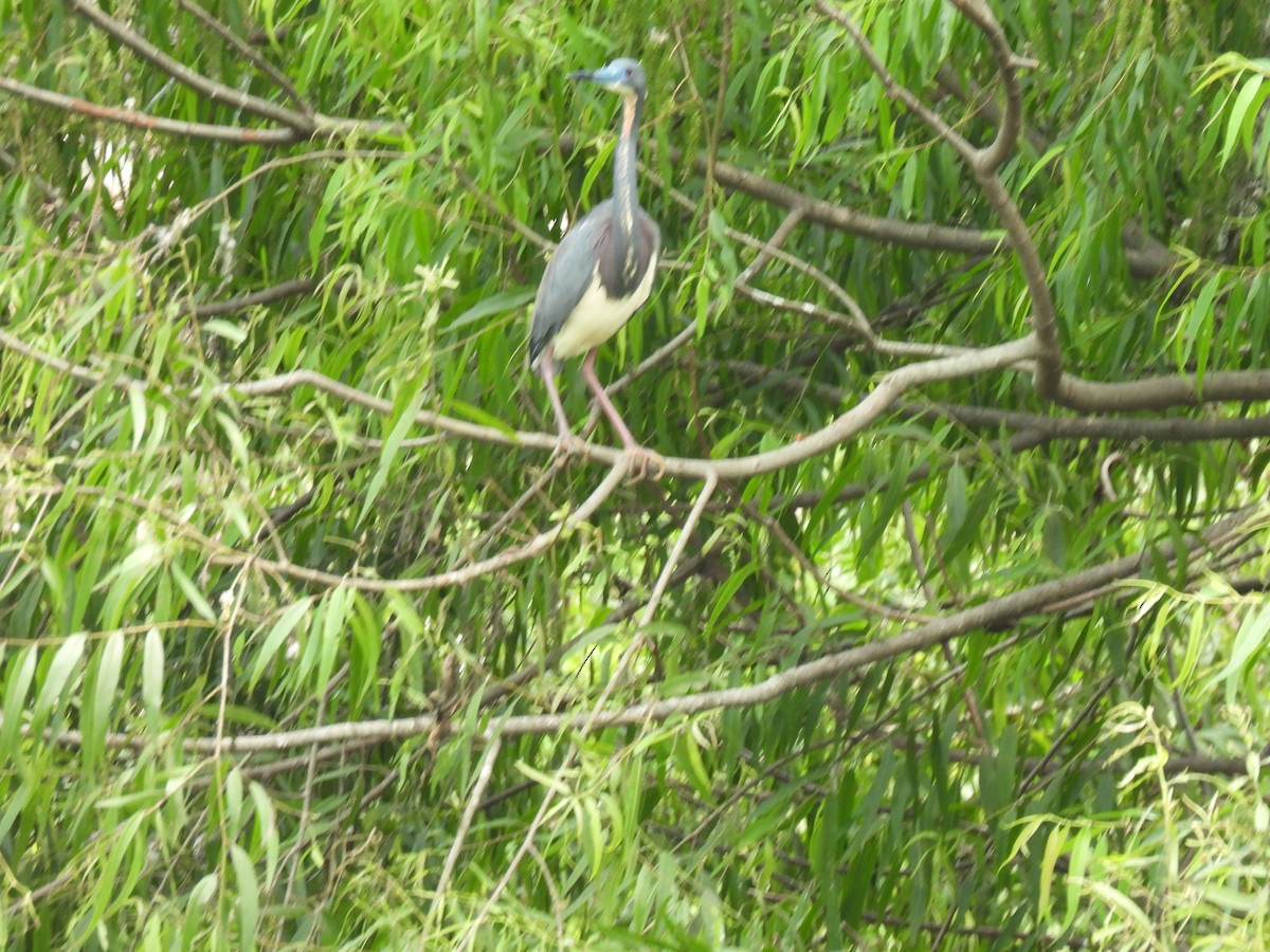 Tricolored Heron - Thomas Galaskewicz